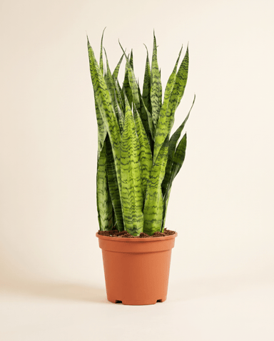 Sansevieria Bogenhanf Zeylanica
