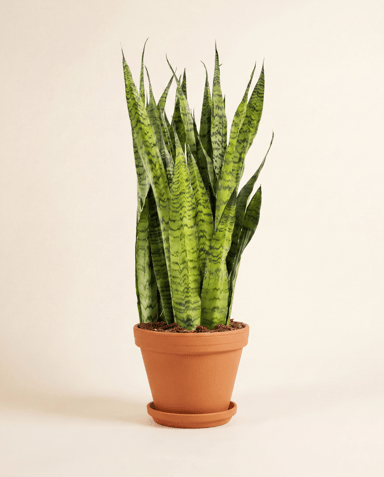 Sansevieria Bogenhanf Zeylanica