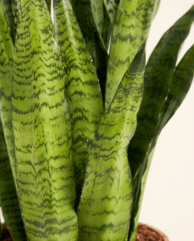 Sansevieria Bogenhanf Zeylanica