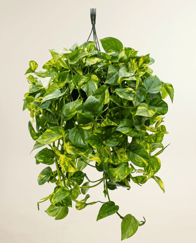 Scindapsus Efeutute Aureum