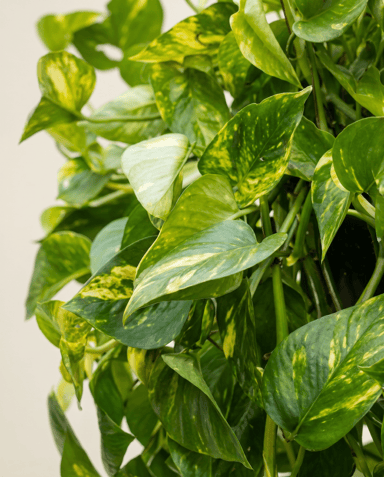 Scindapsus Efeutute Aureum