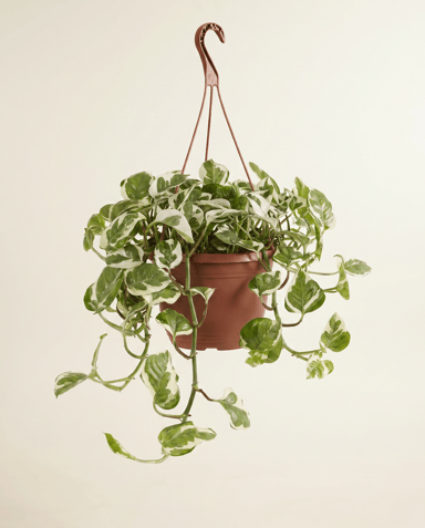 Scindapsus Efeutute Njoy Hanging