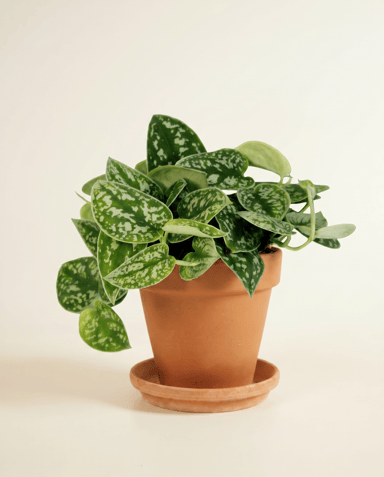 Scindapsus Efeutute Pictus