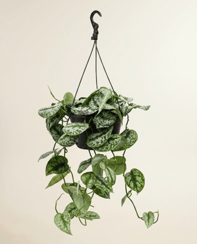 Scindapsus Efeutute Pictus Trebie