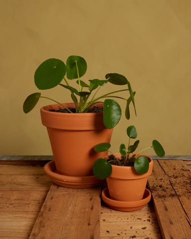 Pilea Family Set
