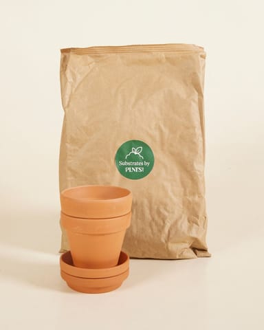 Baby Potting Set 2x Topf 9cm, Boden 3l