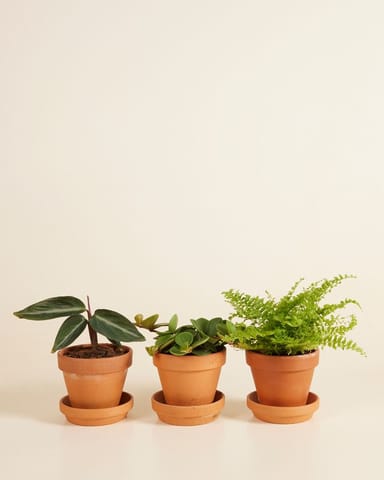Pet Friendly set S