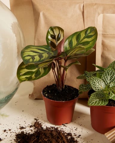 Olly Terrarium Medium Starter Kit