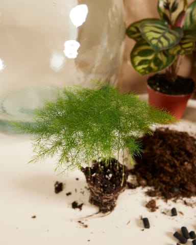 Olly Terrarium Medium Starter Kit