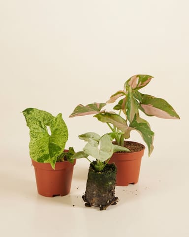 Hängepflanzen-Set Productset