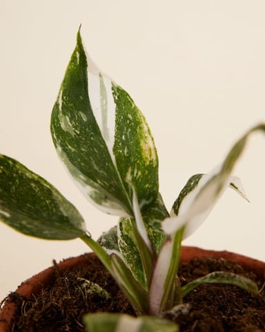 Philodendron Two Princesses Productset
