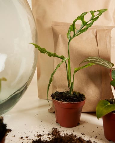 Olly Terrarium Großes Experten-Set productset
