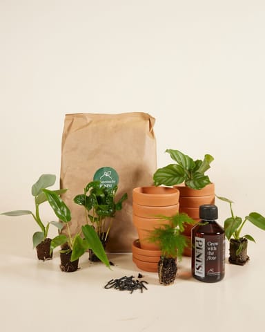 Planthobby Starterkit 6 Pflanzen Productset