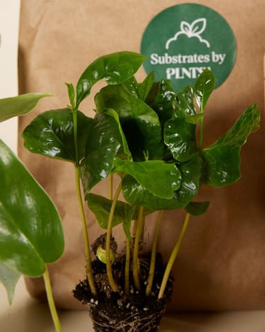 Planthobby Starterkit 6 Pflanzen Productset