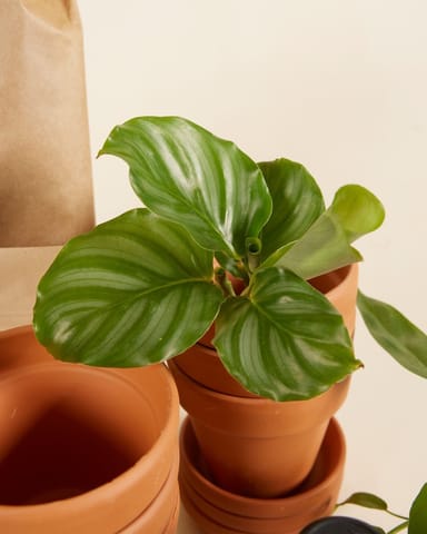 Planthobby Starterkit 6 Pflanzen Productset