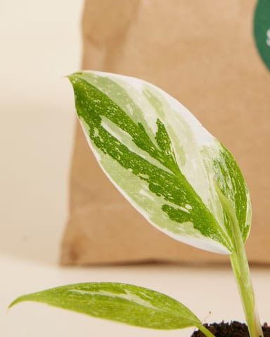 Top Philodendron Stars Set Productset