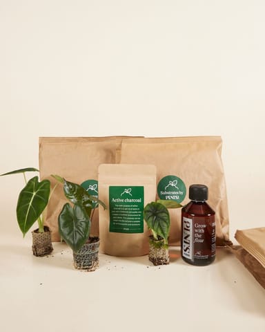 Top Alocasia Stars Set Productset