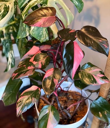 Baby Philodendron Baumfreund Pink Princess