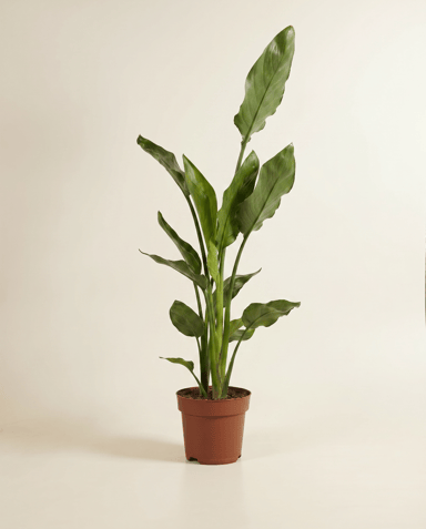 Strelitzia Paradiesvogelblume Reginae