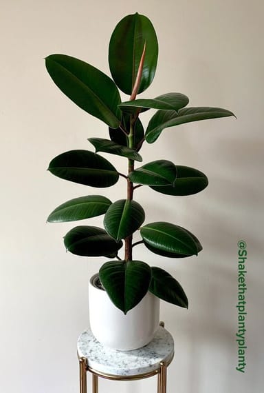 Baby Ficus Rubber tree plant Elastica Robusta
