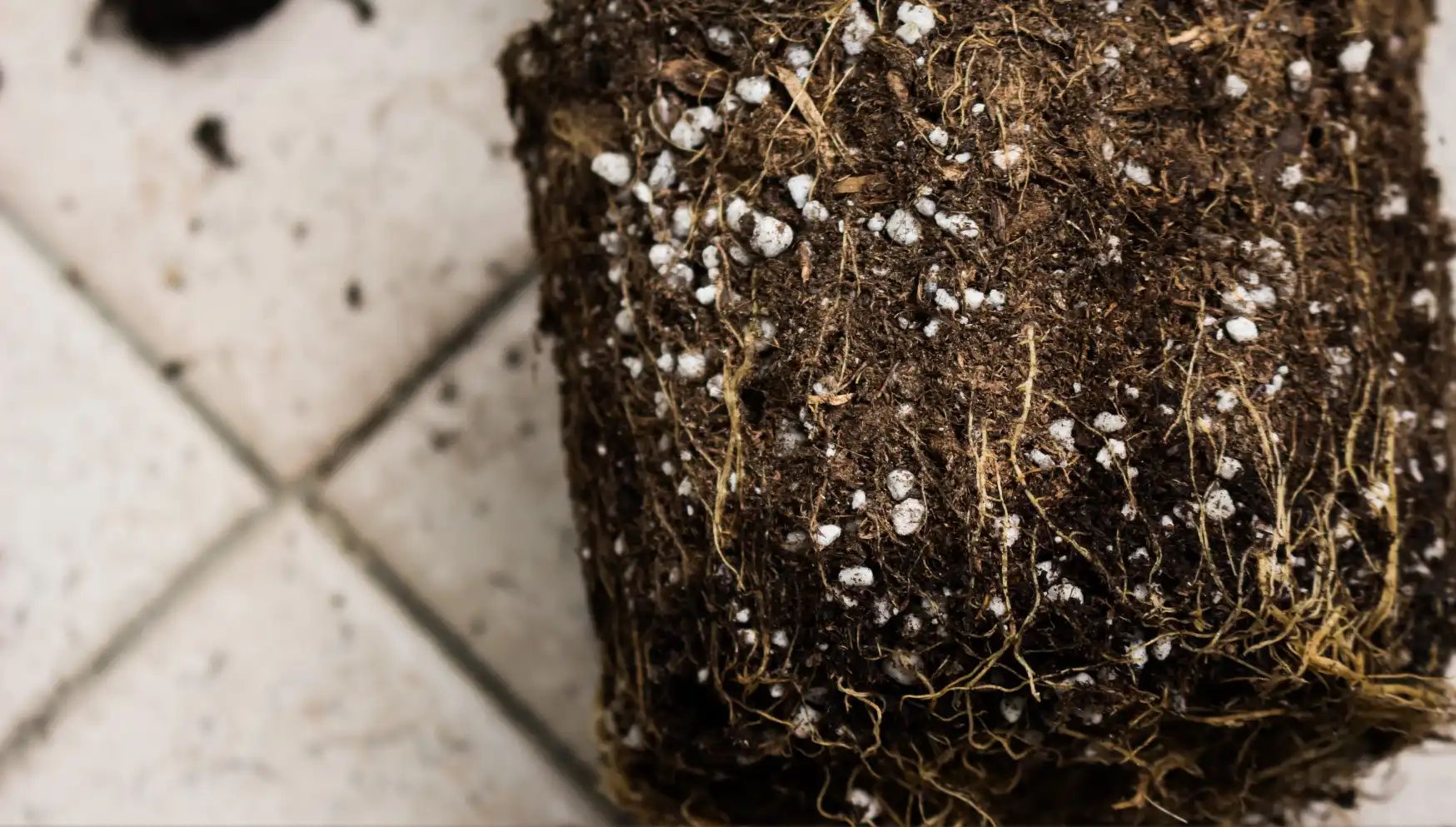 root rot