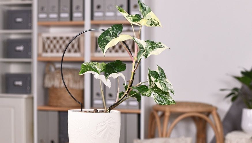 Syngonium 2.jpg