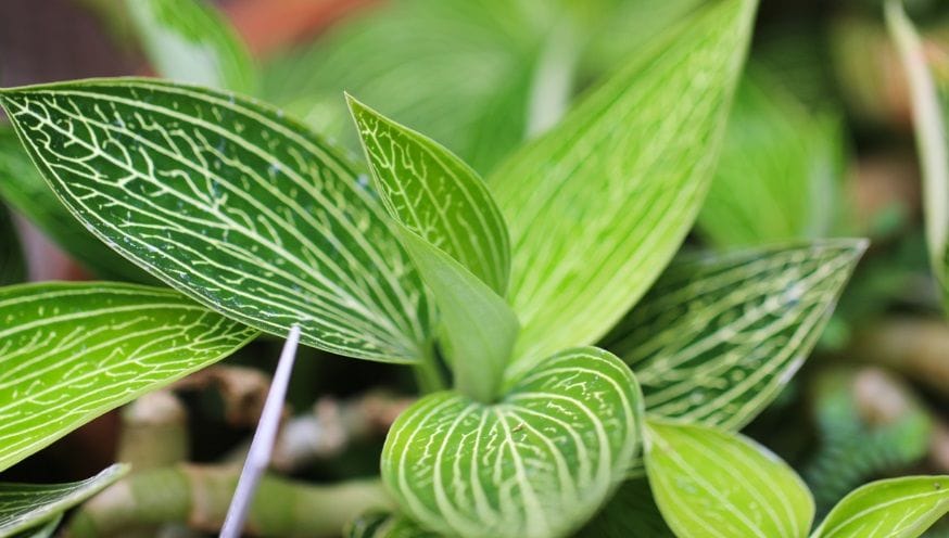 jewel orchid 2.jpg