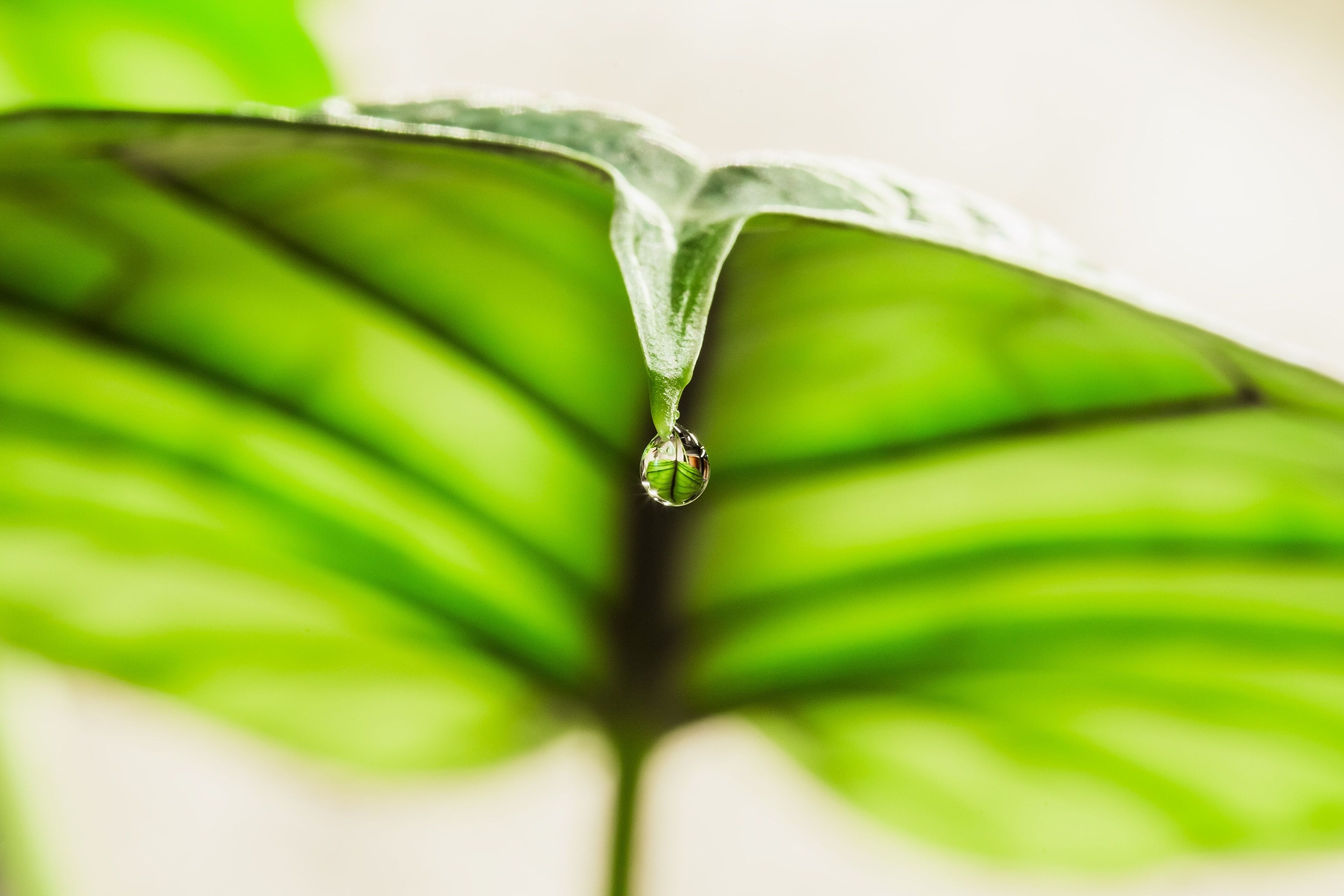 shutterstock_2048352965