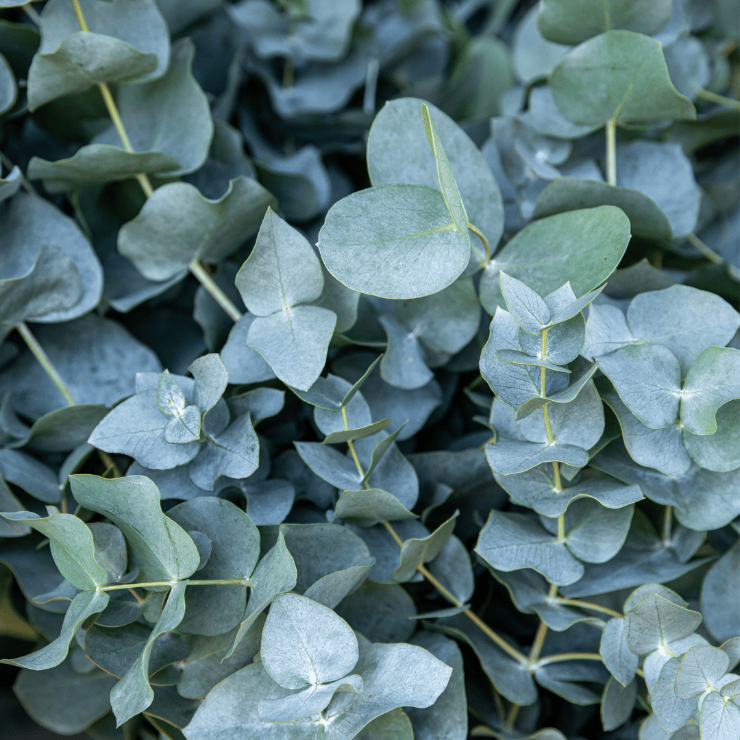 Eucalyptus