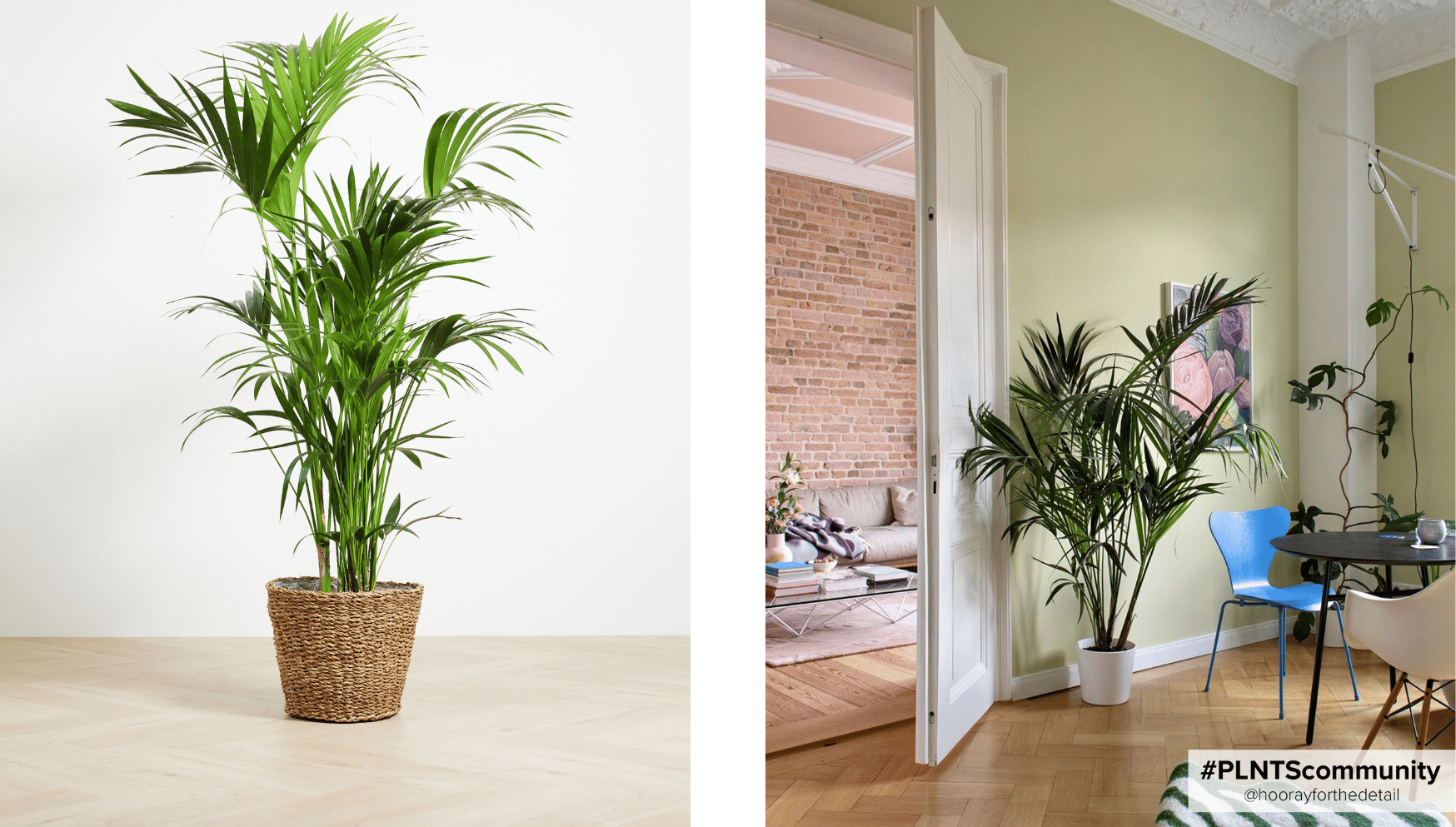 Kentia Palm