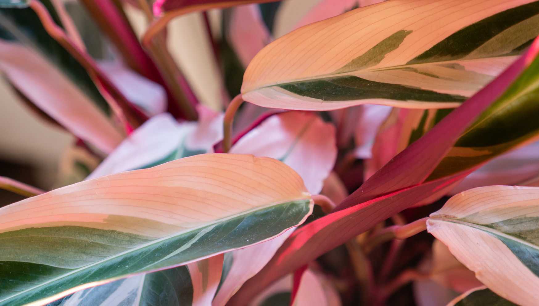 pink houseplants