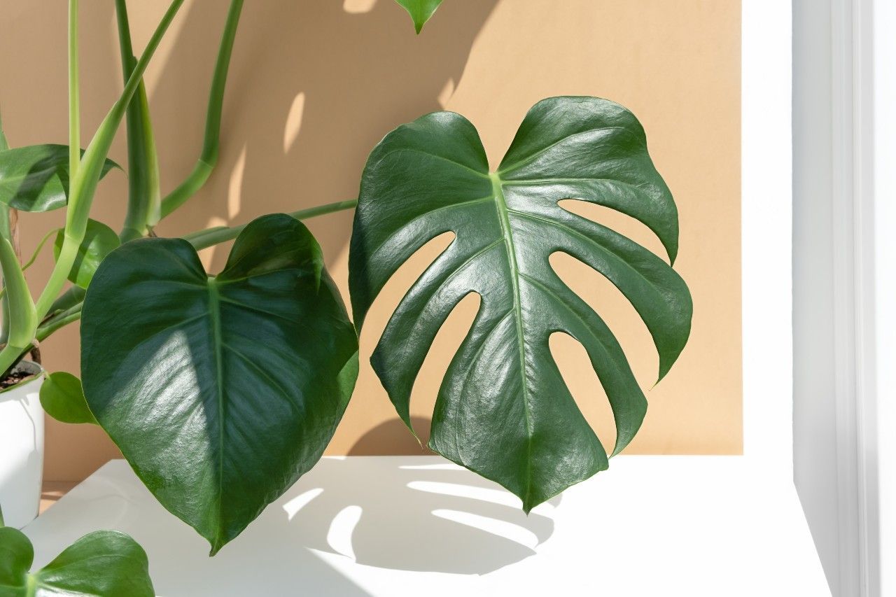 monstera leaves