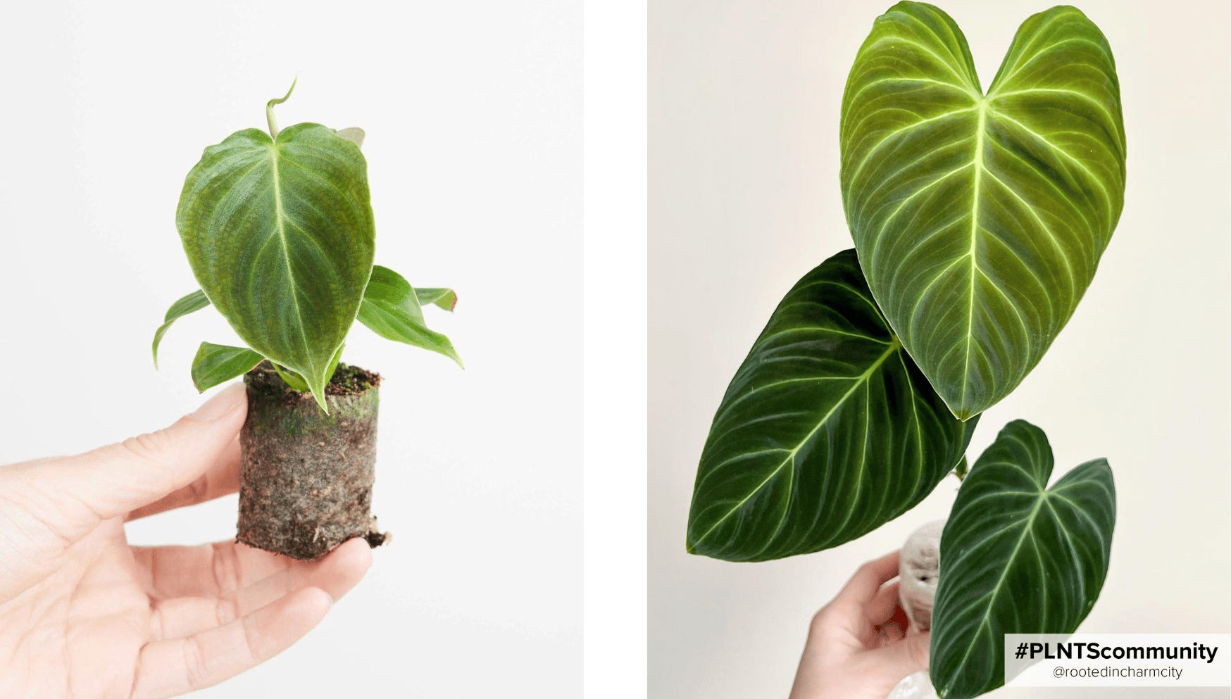 Philodendron Splendid