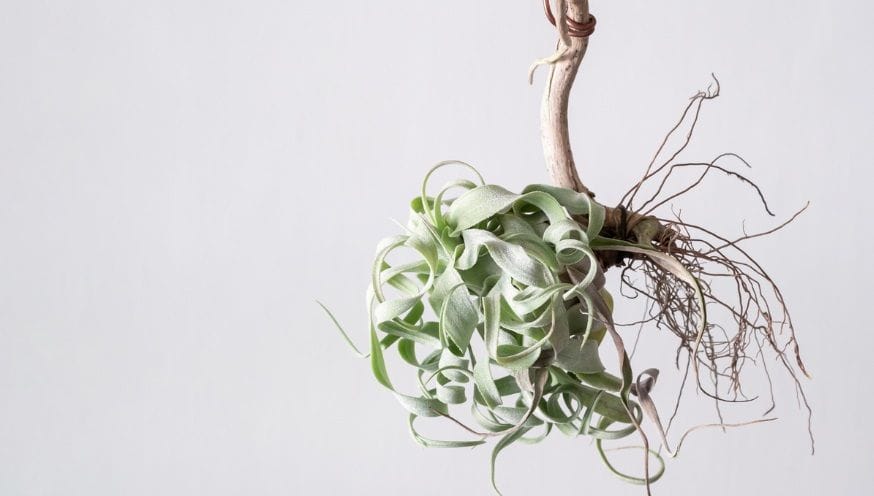 tillandsia 5.jpg