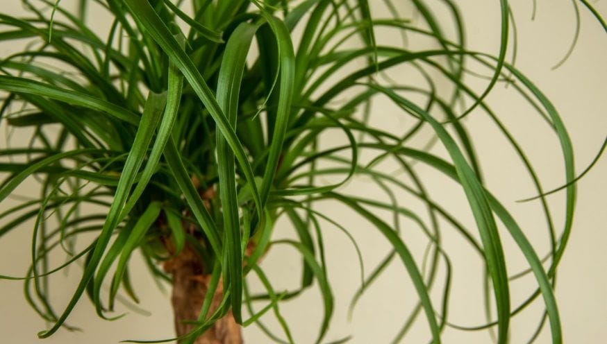 Beaucarnea 2.jpg