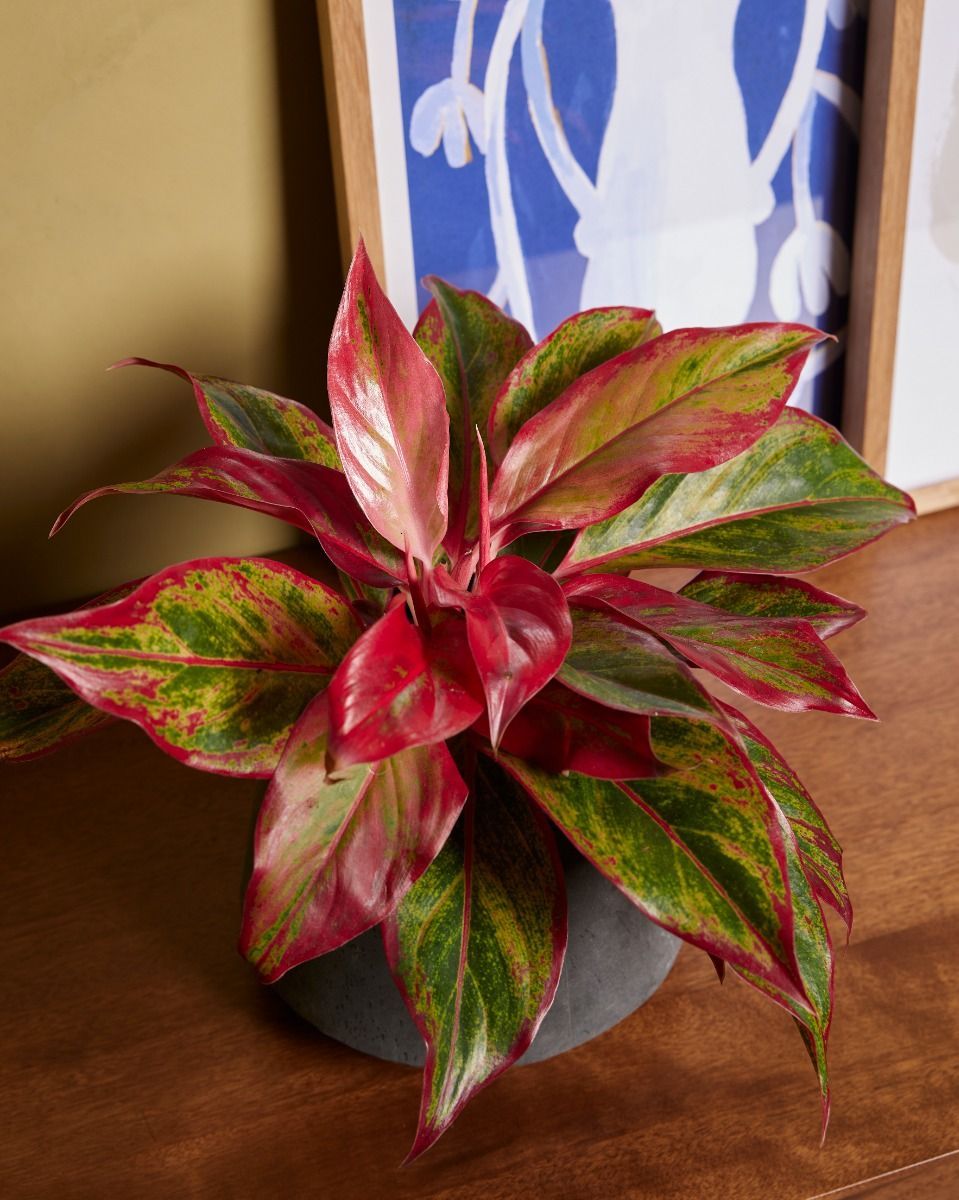 Aglaonema Crete Flame