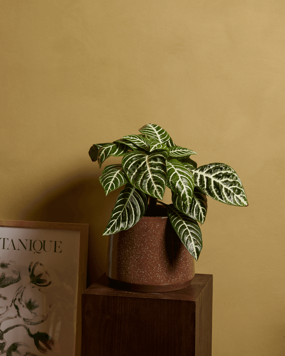 Aphelandra