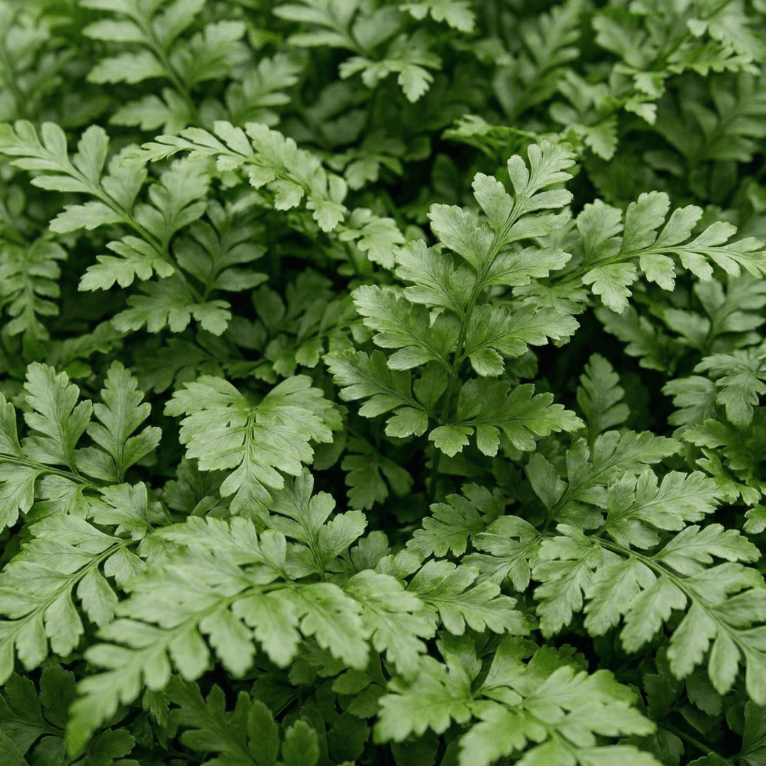 Asplenium