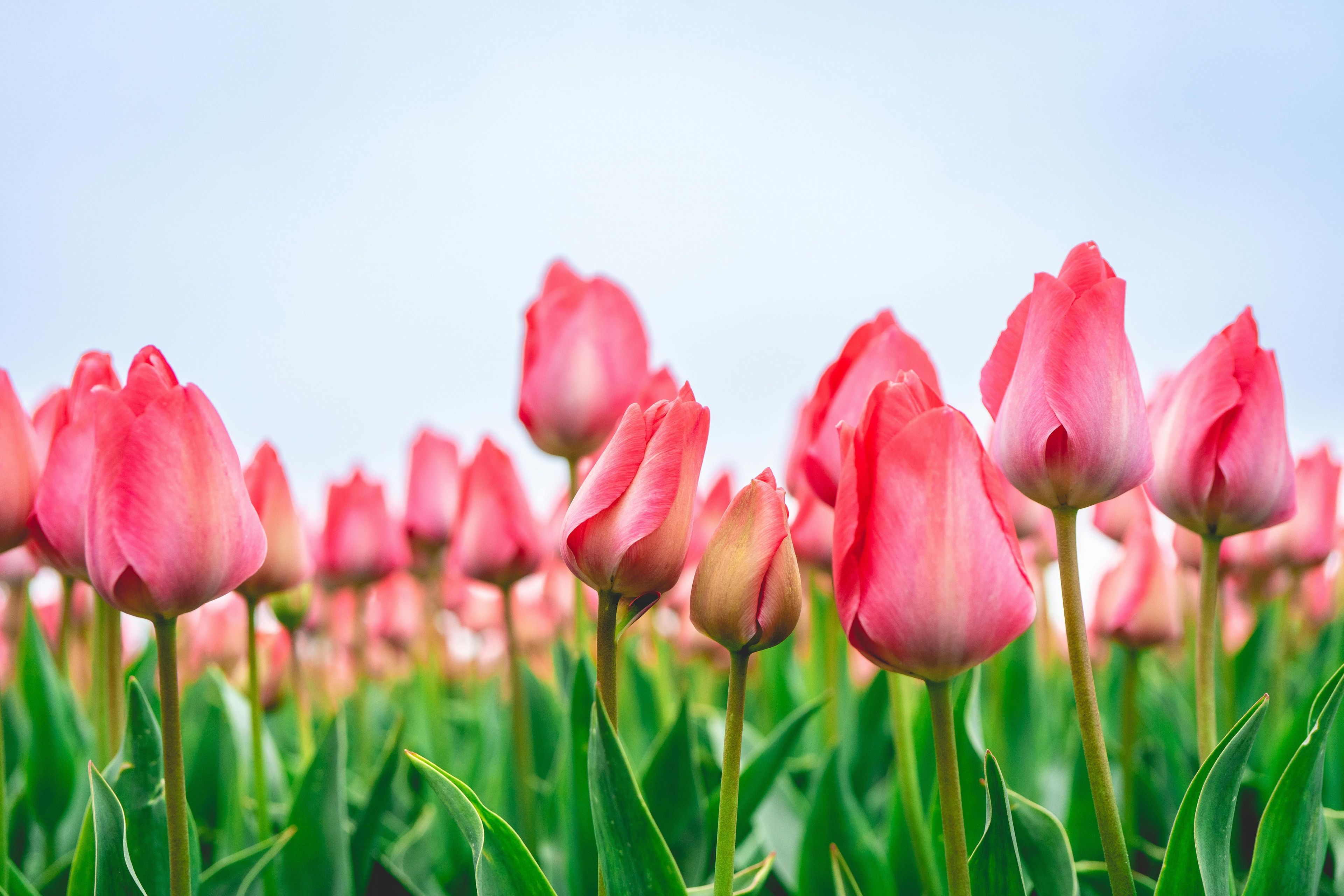 Blog banner top 10 most beautiful flower bulbs