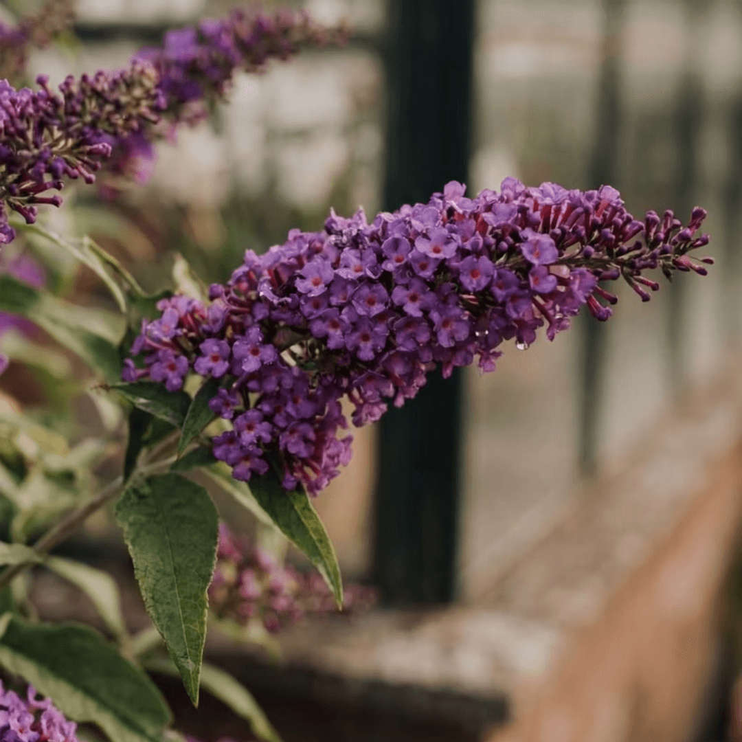 Buddleja