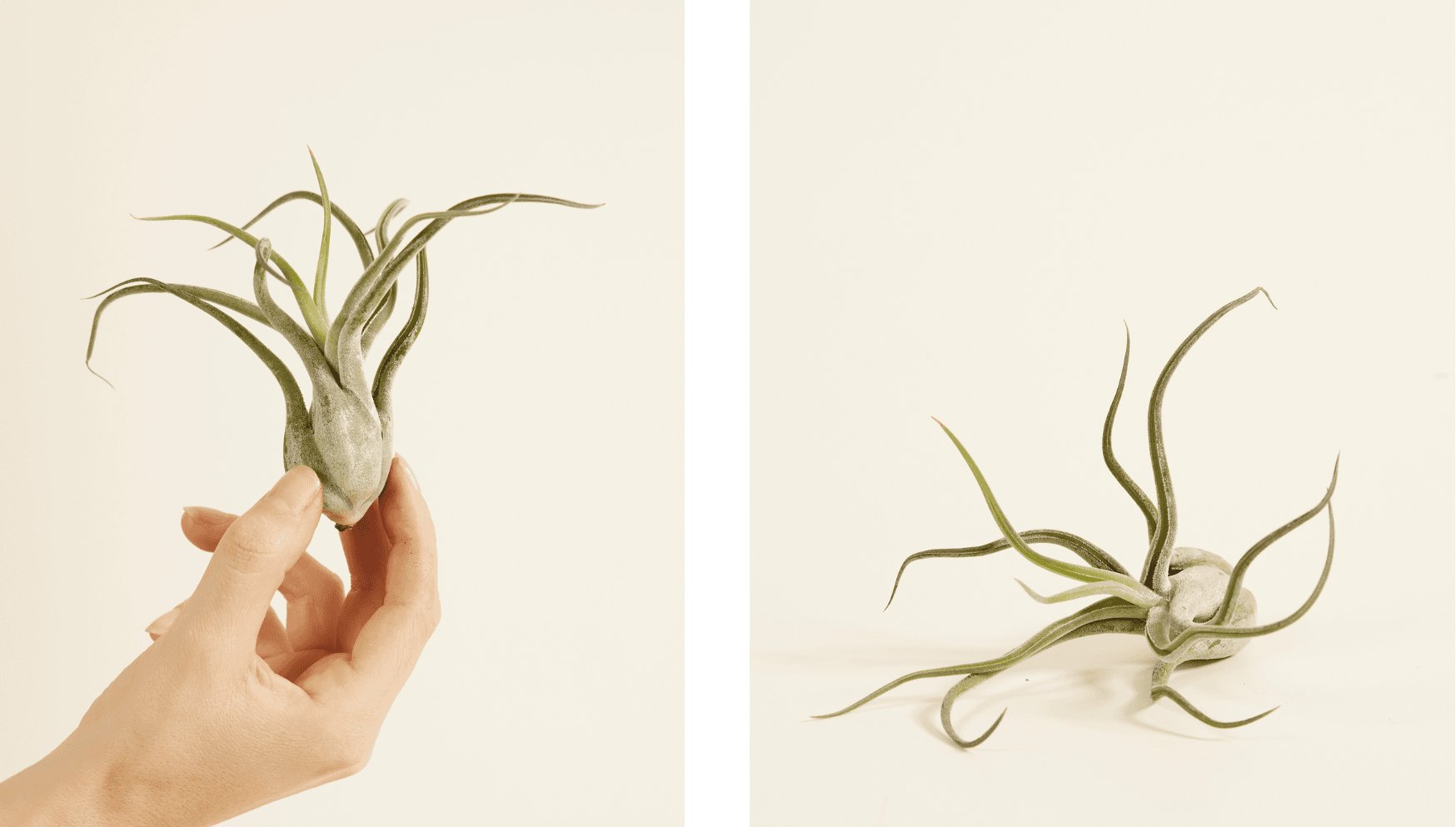 Bulbosa - Tillandsia.png