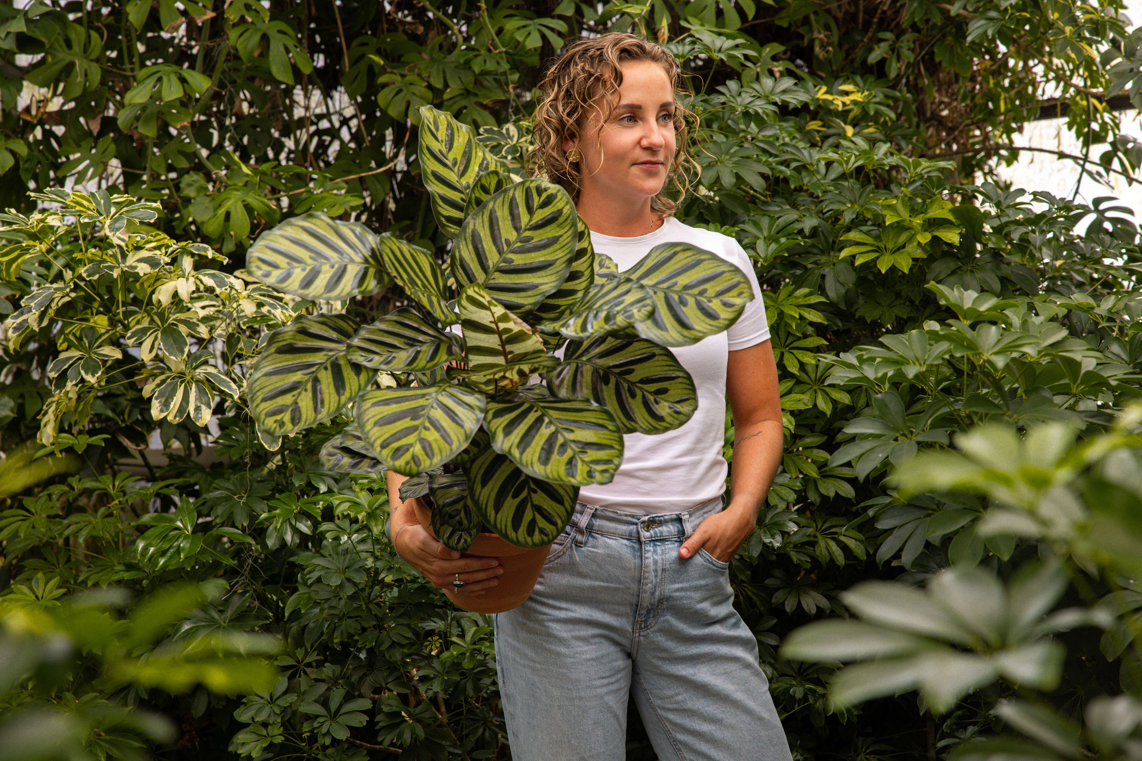 CalatheaMakoyana-01