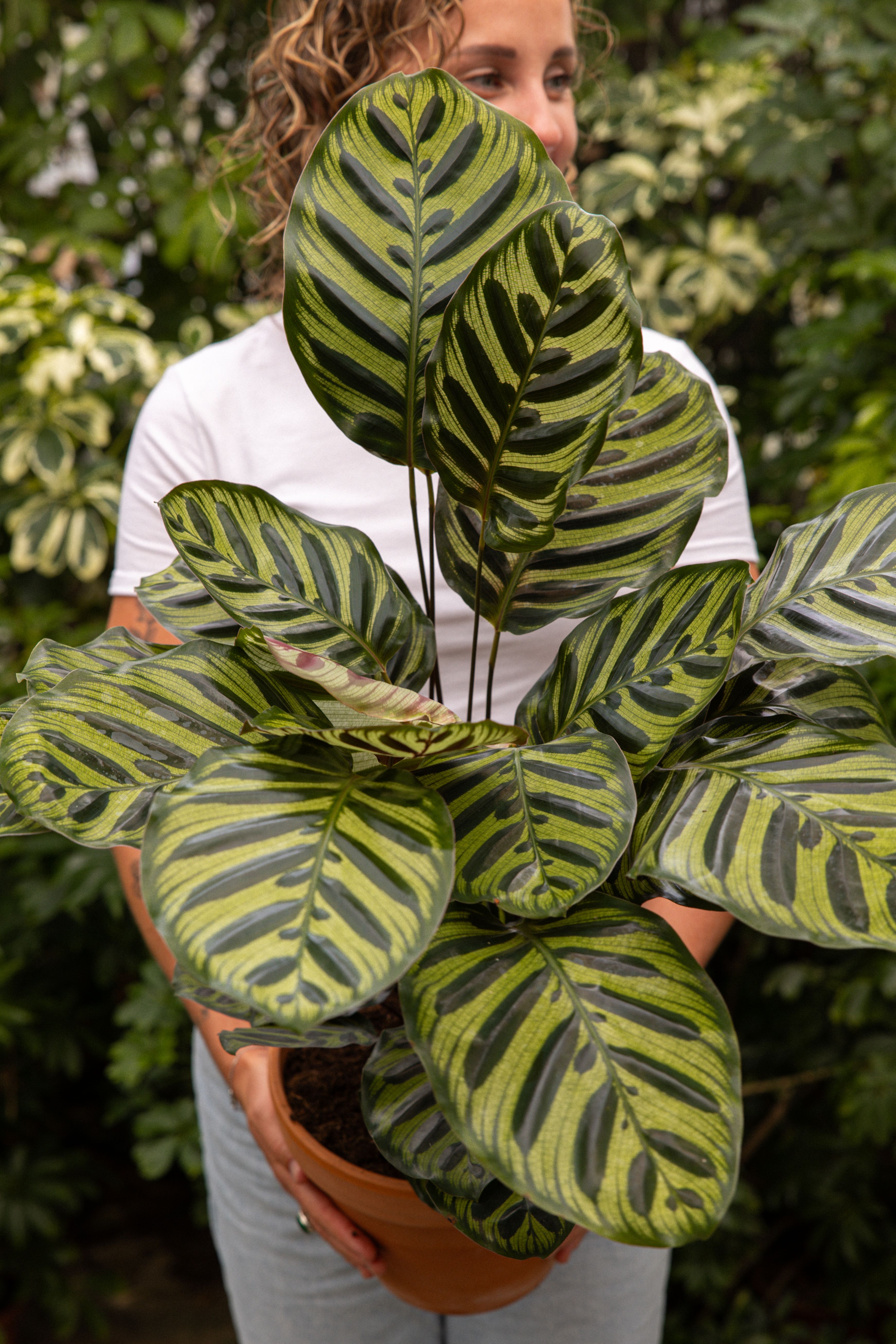 CalatheaMakoyana-04