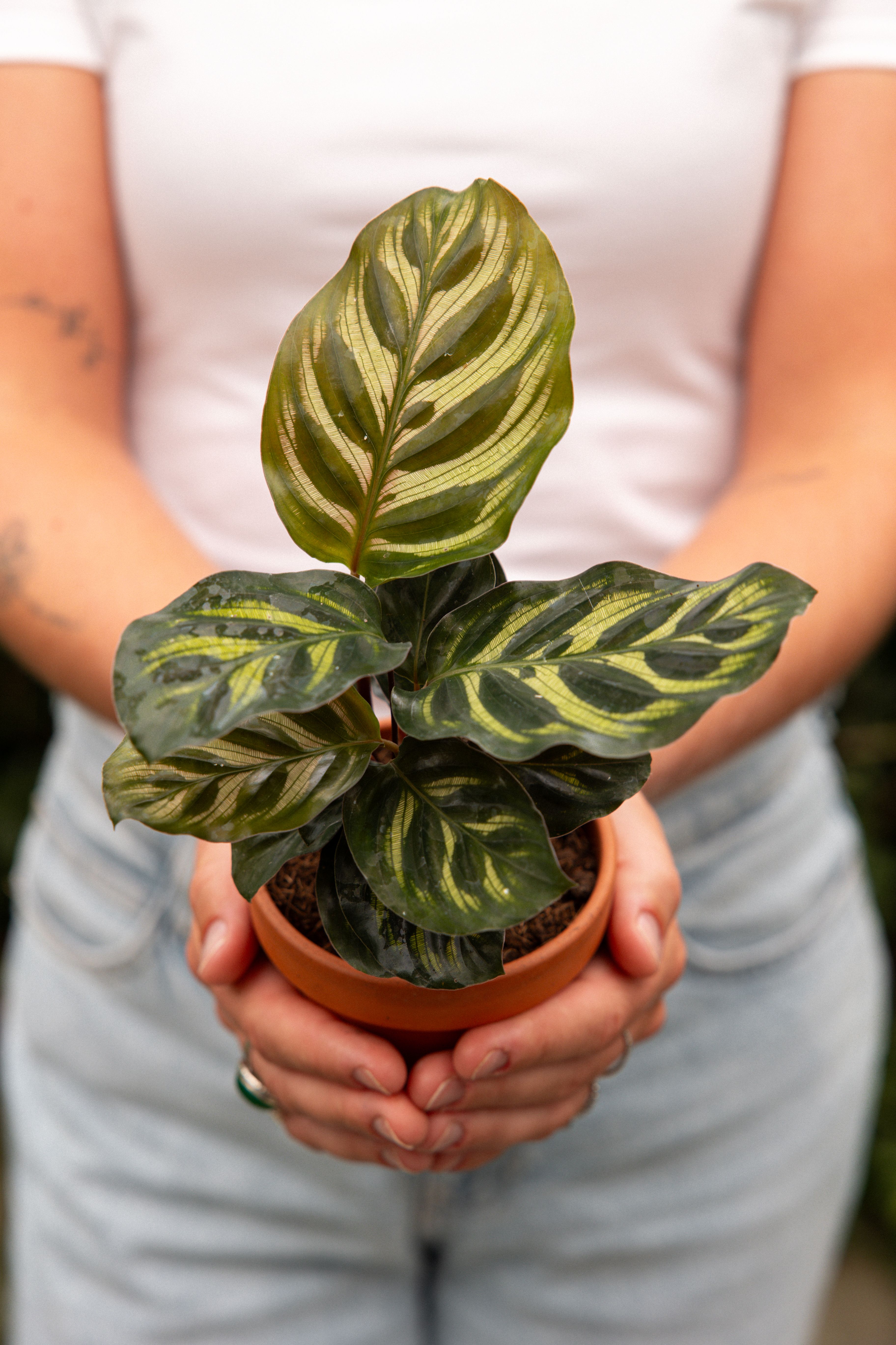 CalatheaMakoyana-05