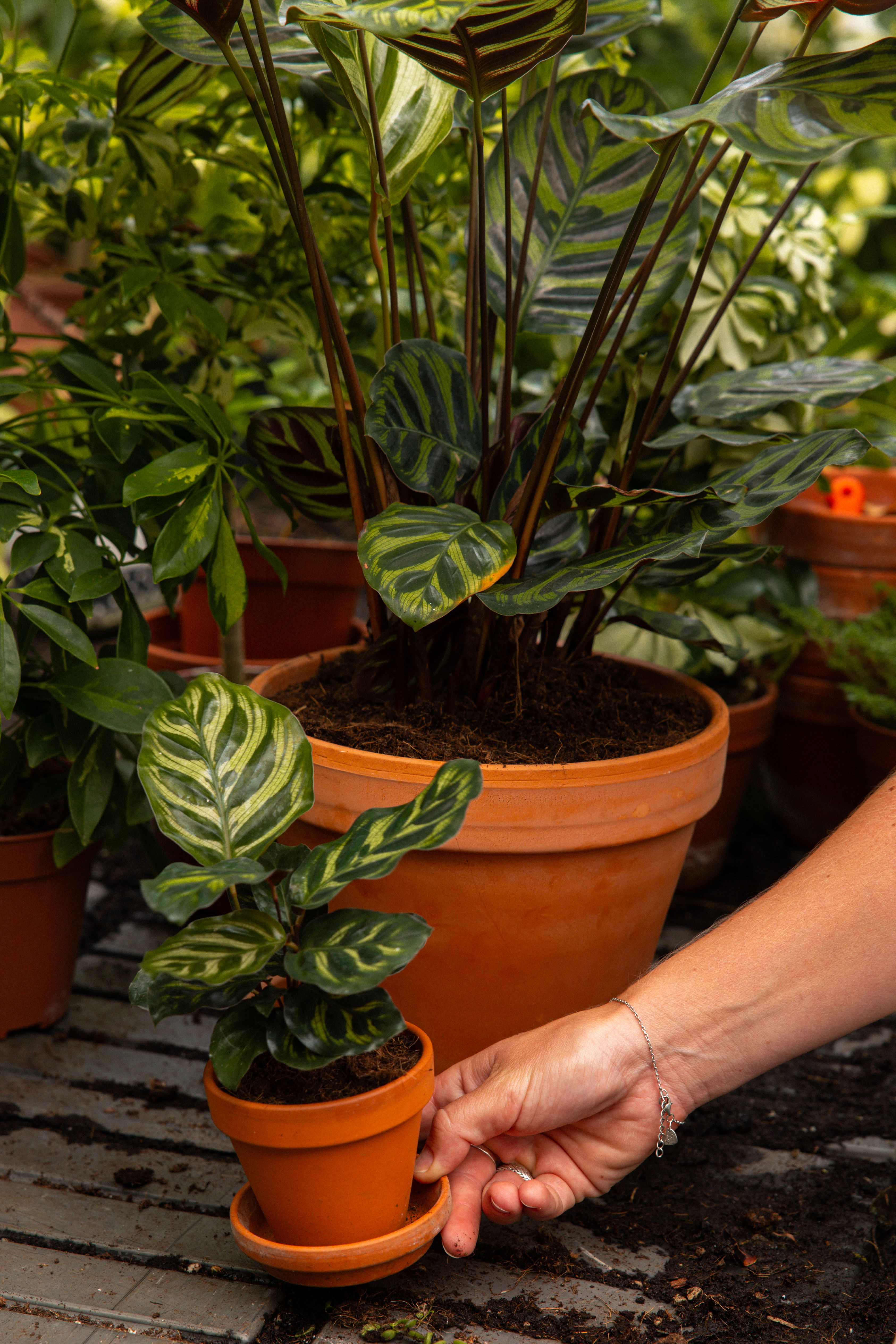 CalatheaMakoyana-13