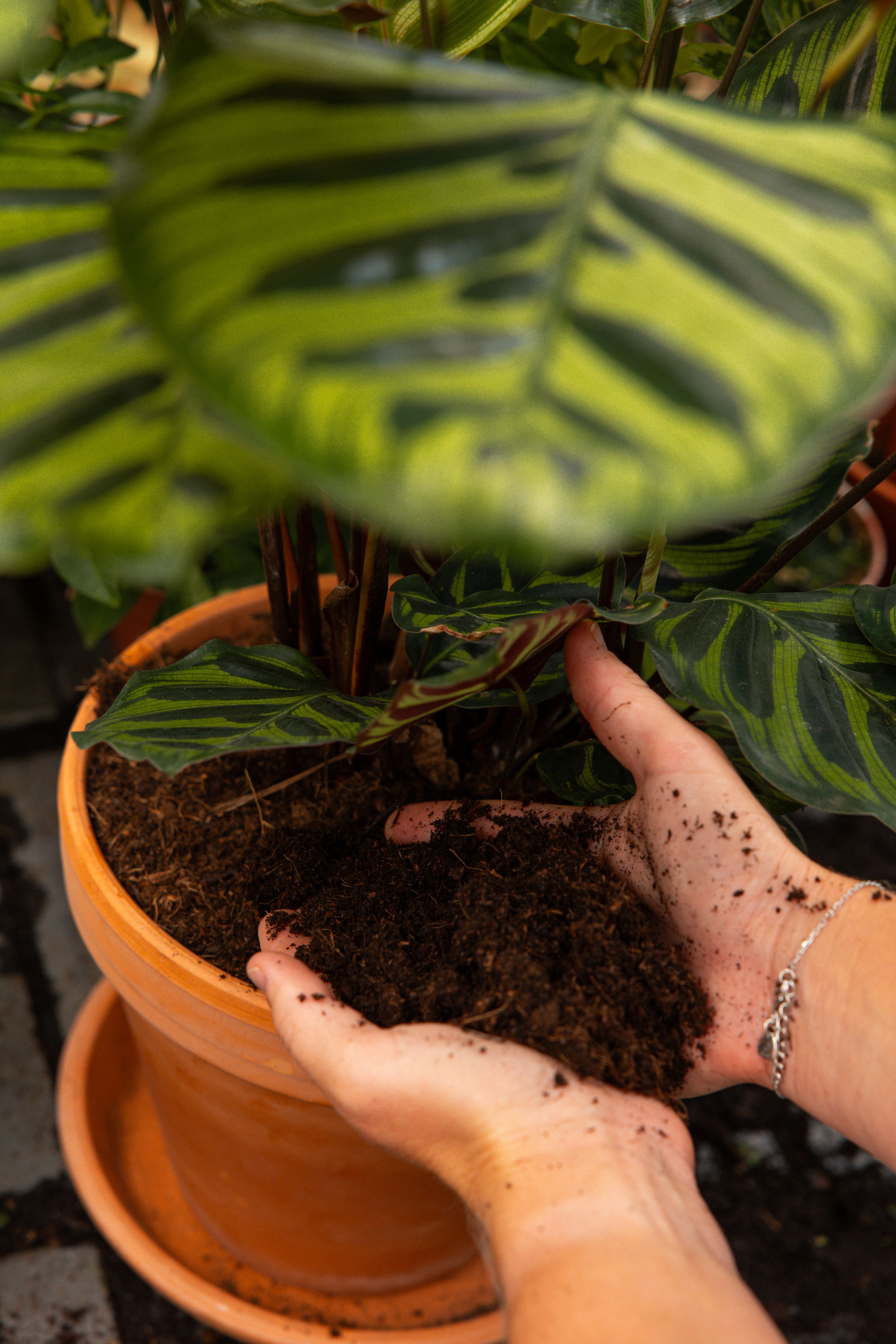 CalatheaMakoyana-15