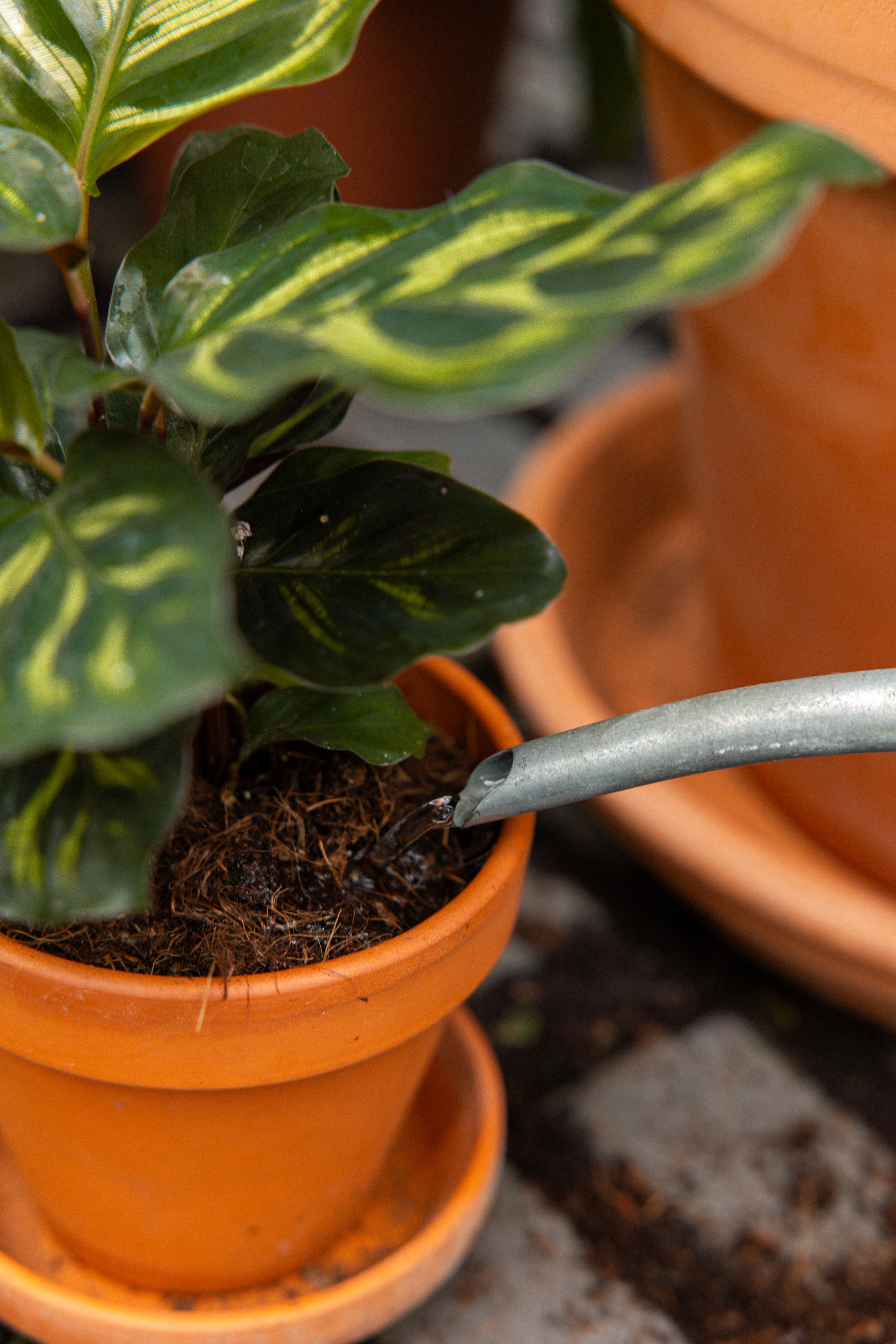 CalatheaMakoyana-19