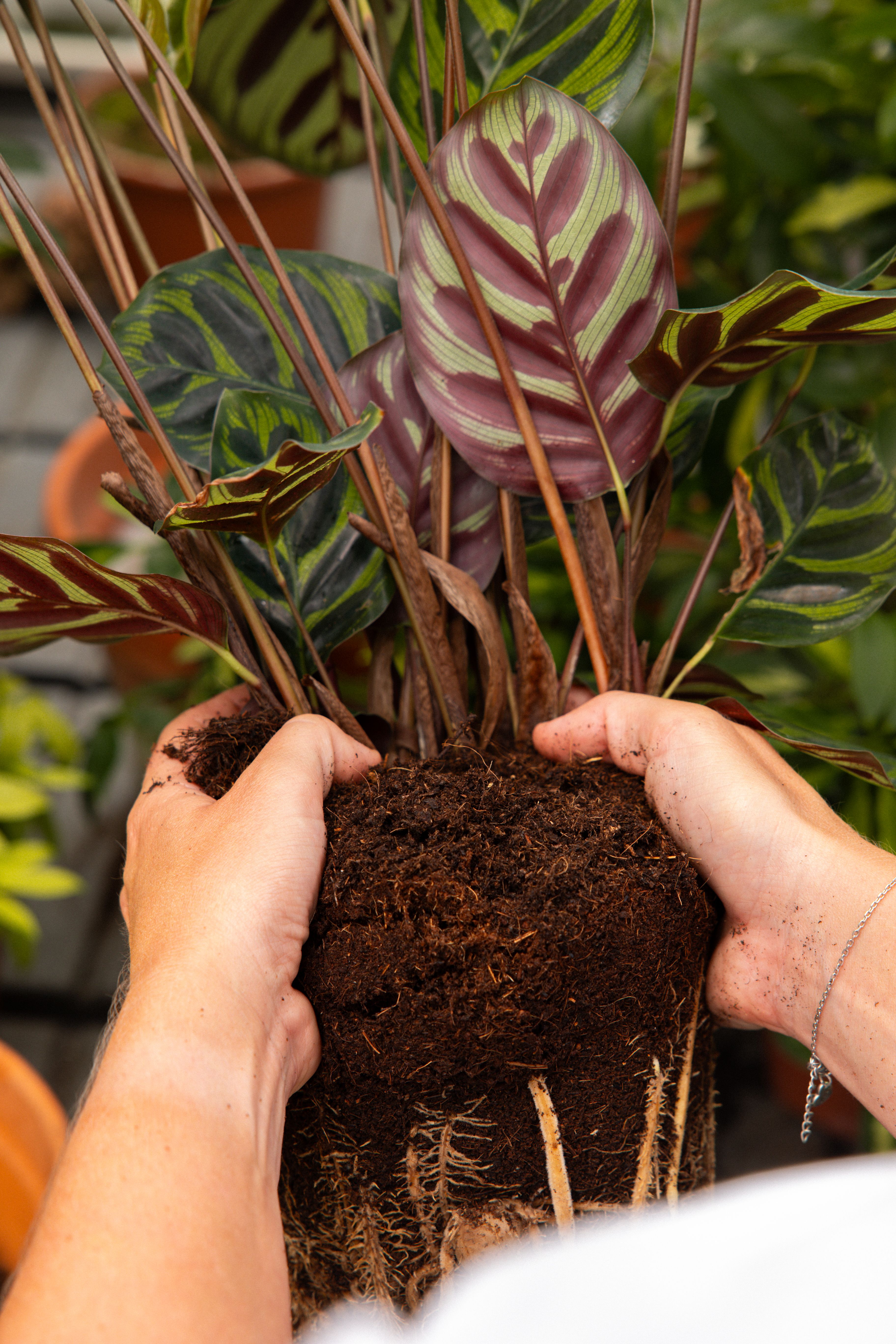 CalatheaMakoyana-22