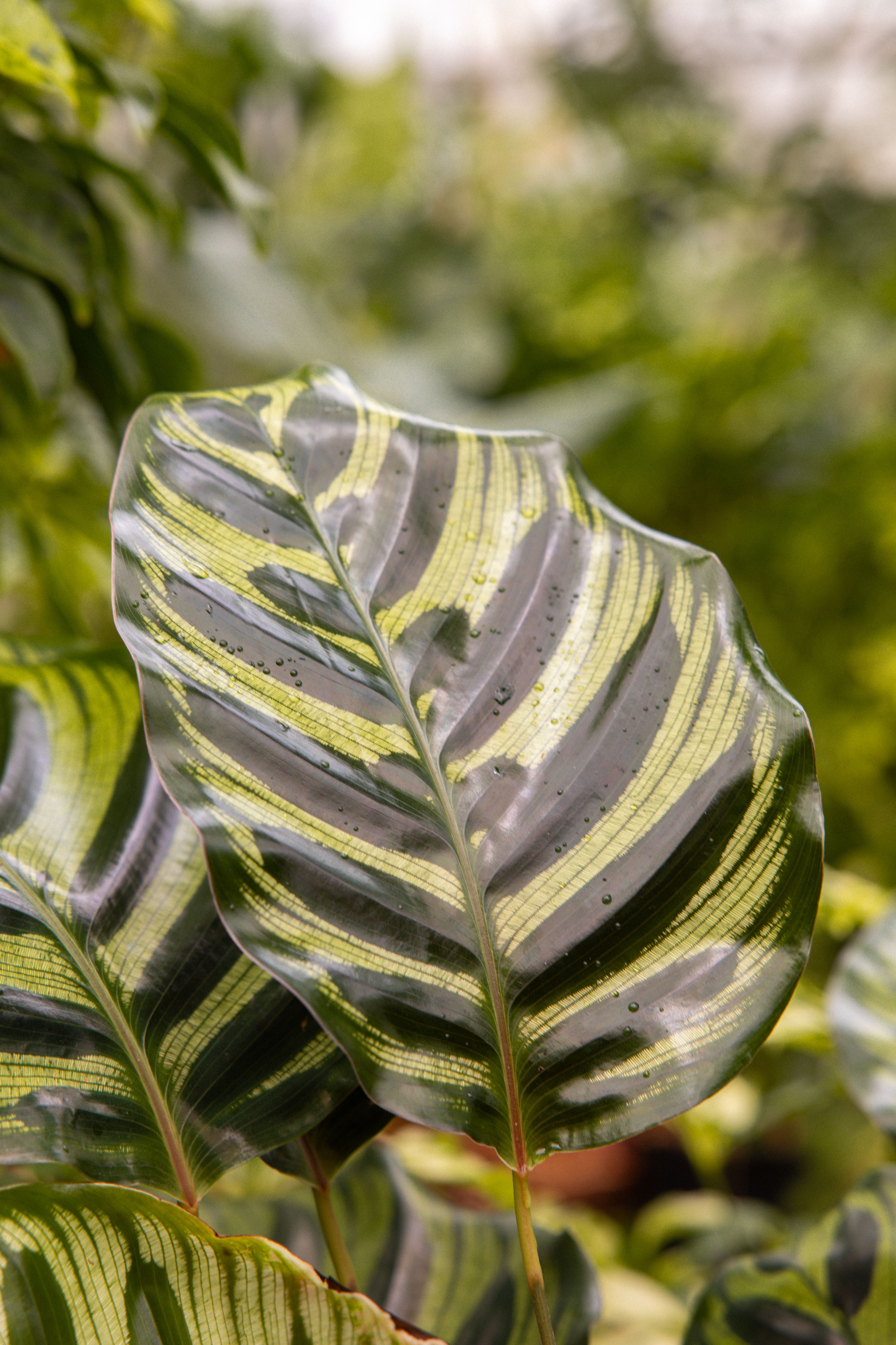 CalatheaMakoyana-27