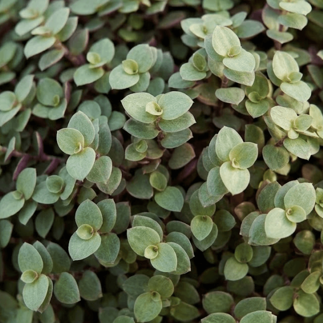 Callisia